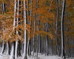 Early arrival of snow surprised beeches