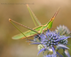 In the Slovkaia no to often, but south to the Mediterranean, however, more and more frekvent is the bush cricket.