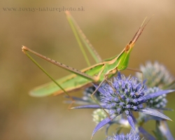 In the Slovkaia no to often, but south to the Mediterranean, however, more and more frekvent is the bush cricket.