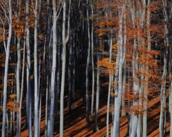 shadows and colors in the autumn beech forest