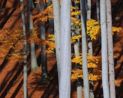 hra tieňov a farieb v jesennom bukovom lese