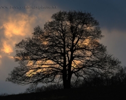 Decreasing light, only gaps in the clouds give let us know where go day to sleep. Old Oak is preparing for an early spring night.