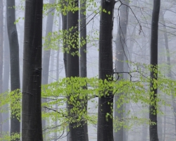 The first warm rain and mist watered the new green lung of beech forest.