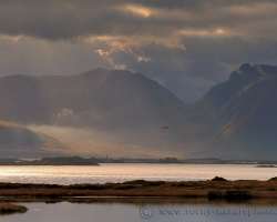 To infinite airspace reigns white-tailed eagle (Haliaeetus albicilla) in the north Lofoten.