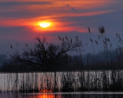 The last fiery rays of the Sun smooth cold water, reeds and last Mohicans old willow.