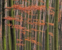 The corners of the Small Carpathians, where it the autumn penetrates little of sunrays government moisture. There, in the autumn beeches are wearing a nix green dress