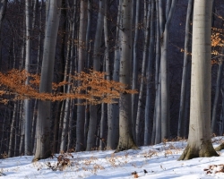 Residues of red leavs vitalize during short winter days Carpatihian winter beech forest