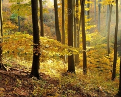 When gold autumn Dust sit on the Carpathian beech forests, there is melted all heat of the summer. Fallen leaves on the hillside whisper on the air of heated wooded hillsides. Drives us to lie down under the yellow beech tops and dream color dreams.