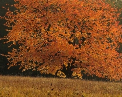 How-winning golden ducats shining cherry tree in the autumn breeze.