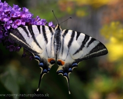 Everybody probalby knew Scarce Swallowtail - this beautiful and fast butterfly. Sometime appears an individual also in our garden. The photo captures one of those pleasant meetings.