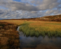 Almost everywhere where one stands in the north to the tundra off-road, feel as stand on soaked sponges. Fortunately autumn tundra is too cold for unwelcome insect inhabitants from the summer months.