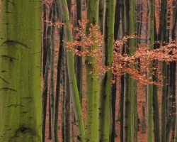 As painted by naughty painter stick green pillars of beech from fallen red leaves to the somewhere up the sky.