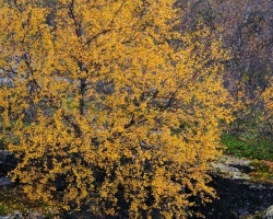 Decoration of the canyon in Abisko National Park were birch in gold look.