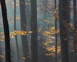 In November wind beech gradually lose their golden dress