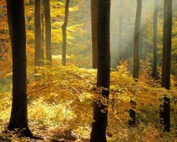 In late autumn day in the Carpathian beech forest met the yellow beech leaves with warm sunshine as in a fairy tale about a golden gem moments. You just have to pause and breathe deeply observe and listen to this amazing show.