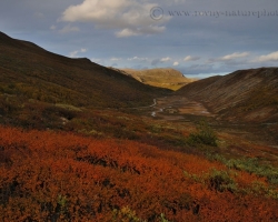 As silver ribbons in red silk run streams and rivers through northern tundra. Setting sun gold plating shields of mountains.