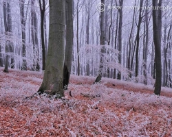 Červená v lísti pri nohách stromov svieti poslednými farbami jesene a biela v korunách sa ligoce prísľubom zimy.