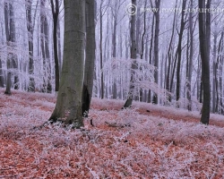 Red leaves at the feet of the trees shining with last autumn colors, and white in the crowns sparkles by the promise of winter.