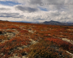 As on the chessboard are alternating in the tundra fields of red heather, blueberries and cranberries with a white patch of lichens.