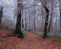 Cold come to the forest by the red carpet of beech leaves, decorate green curtains of grass and sprinkle tree branches.