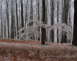 White lace gave to beech forest lightness and delicacy.