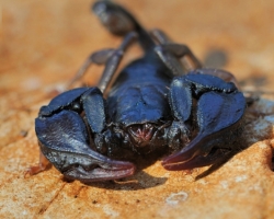 This 5cm long Scopion from genus Euscopius we found under the bed in the morning. Scorpio is put to convince the shooting. This species of scorpion is not present in the Slovakia yet, but warming .. who knows?
