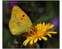 Jeden z hojnejších motýľov odfotený ako ochutnáva nektár kvietkov na lúke v Malých Karpatoch.